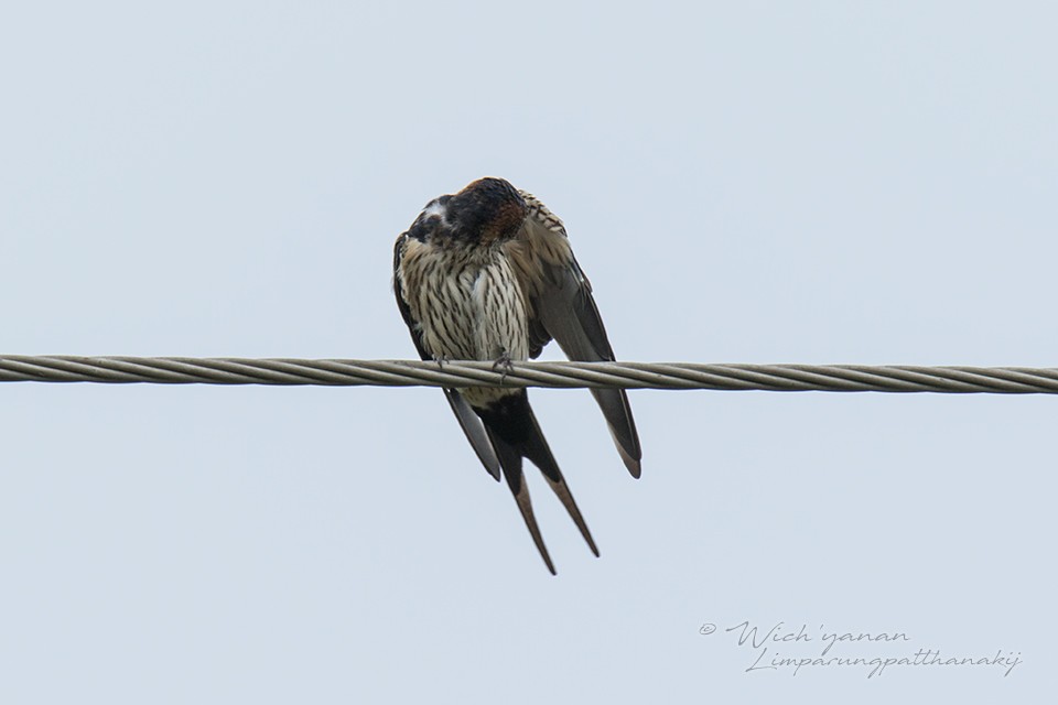 Eastern Red-rumped Swallow (Striated) - ML127982191