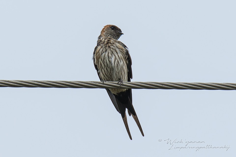 Eastern Red-rumped Swallow (Striated) - ML127982201