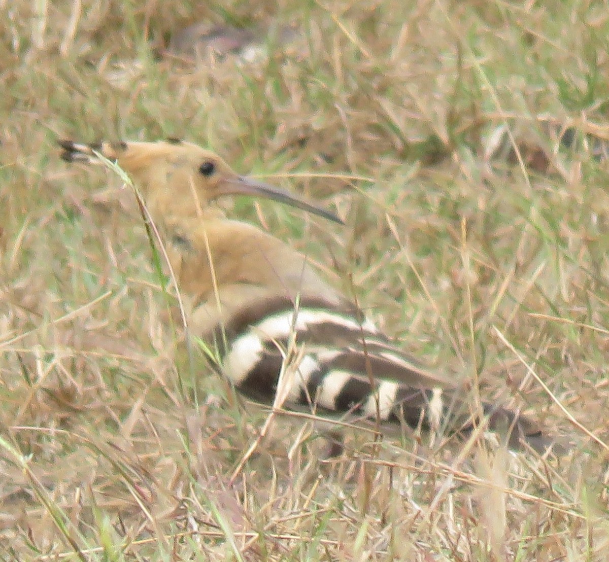 Eurasian Hoopoe - Mohanan Choron