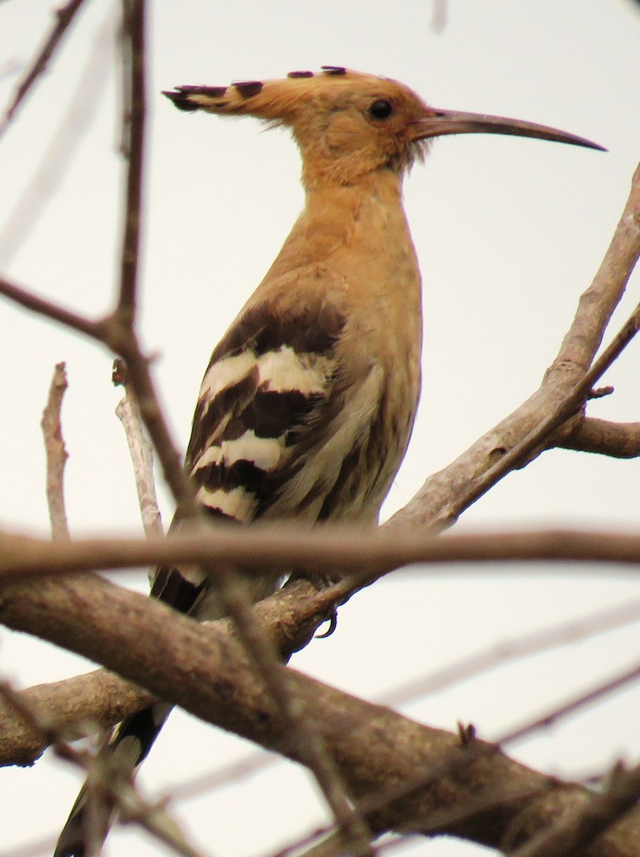 Eurasian Hoopoe - ML127982281