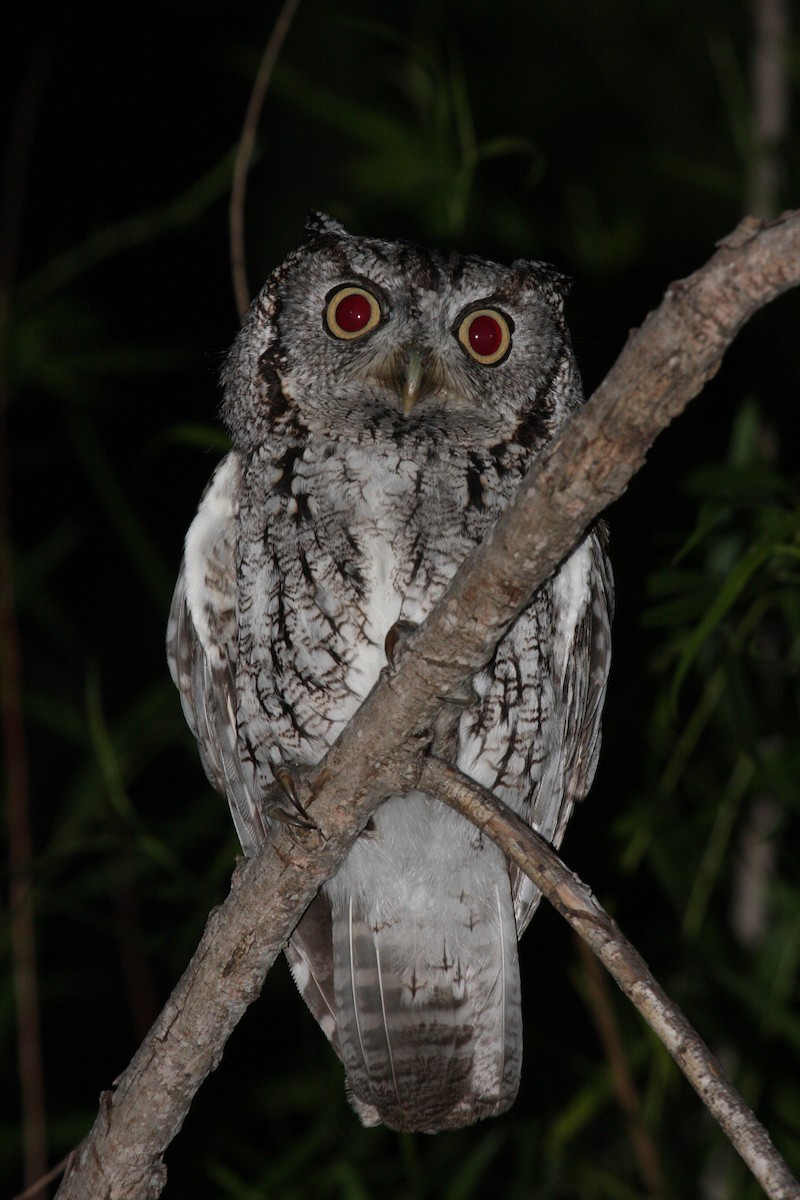 Eastern Screech-Owl (McCall's) - ML127982341