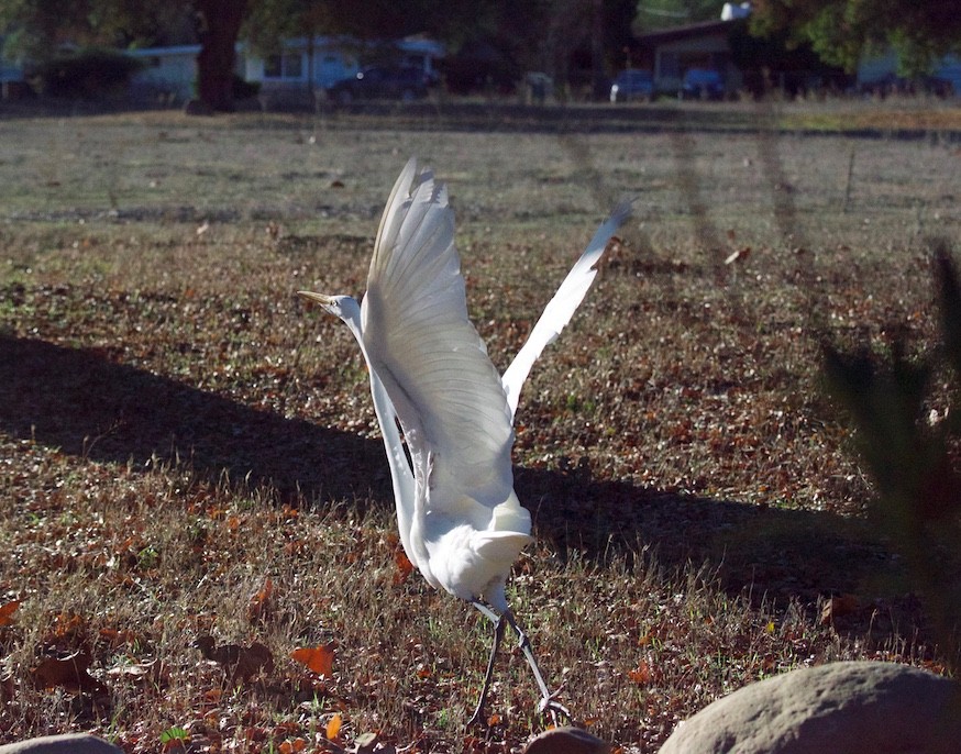 Great Egret - ML127982801