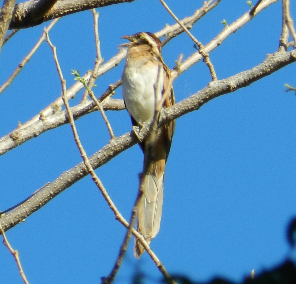 Striped Cuckoo - ML127983121