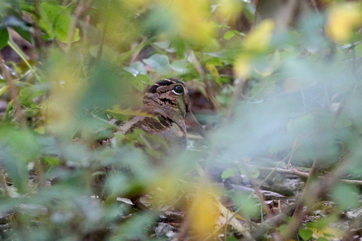 American Woodcock - ML127983351