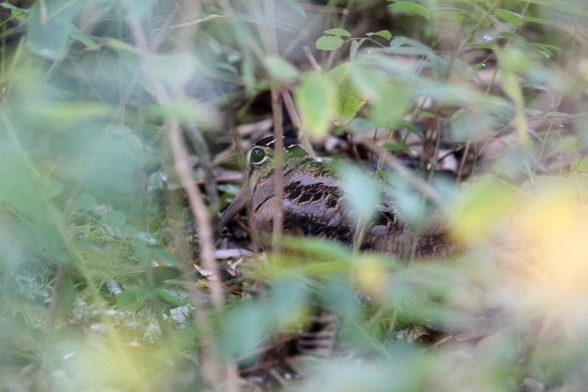 American Woodcock - ML127983381