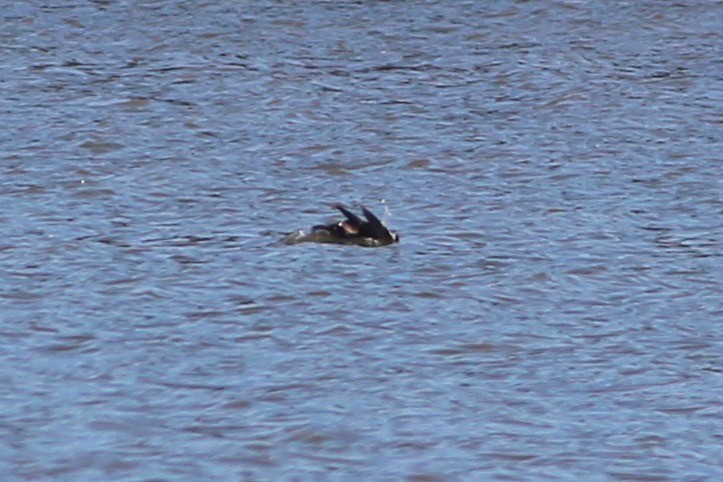 Surf Scoter - ML127983661