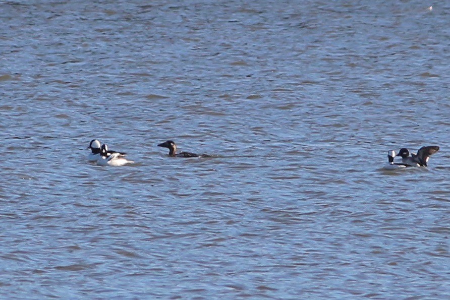 Surf Scoter - ML127983671