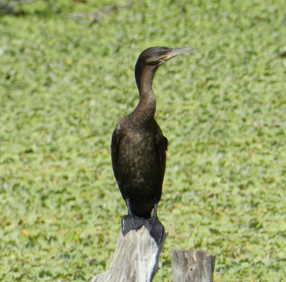 Cormorán Biguá - ML127984431