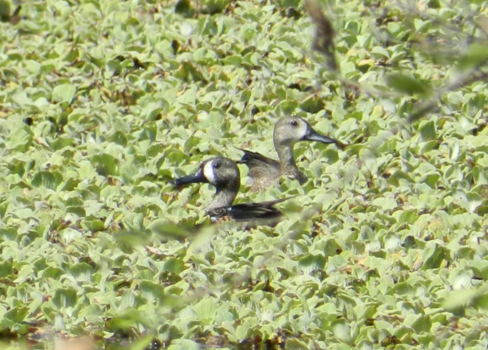 Blue-winged Teal - ML127984551