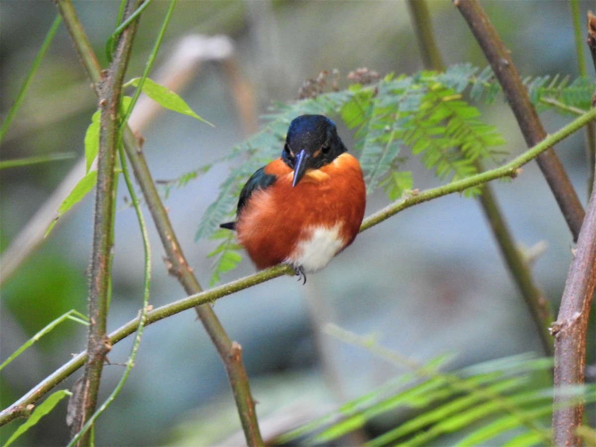 American Pygmy Kingfisher - ML127984751