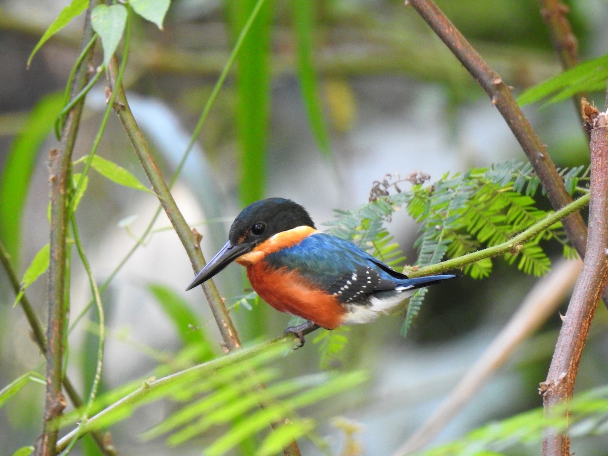 American Pygmy Kingfisher - ML127984761