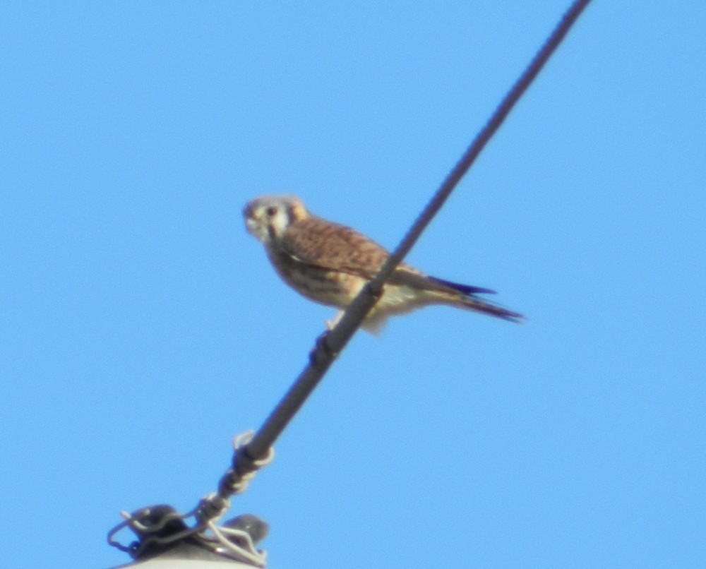 American Kestrel - ML127985181