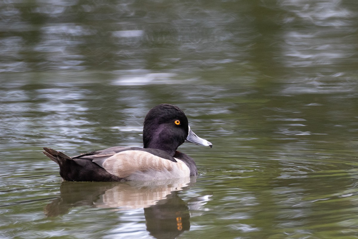 Ring-necked Duck - kenneth reyes