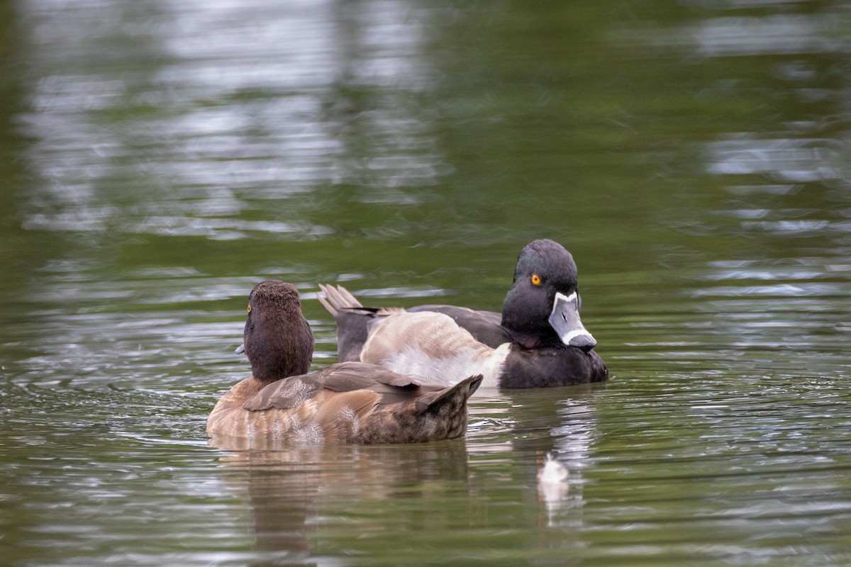 Ring-necked Duck - kenneth reyes