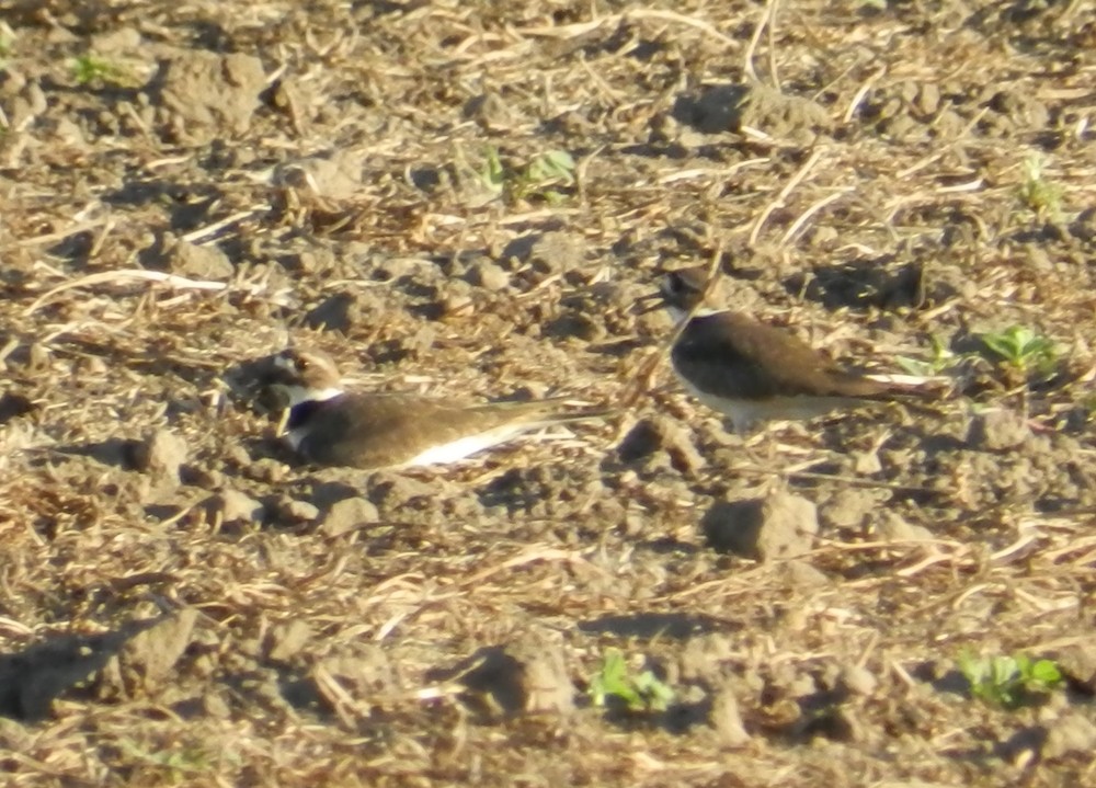 Killdeer - ML127985351
