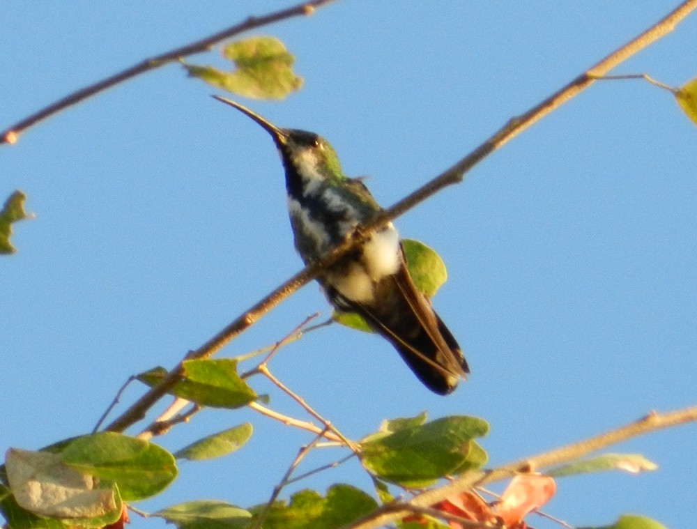 kolibřík lesklý - ML127985481