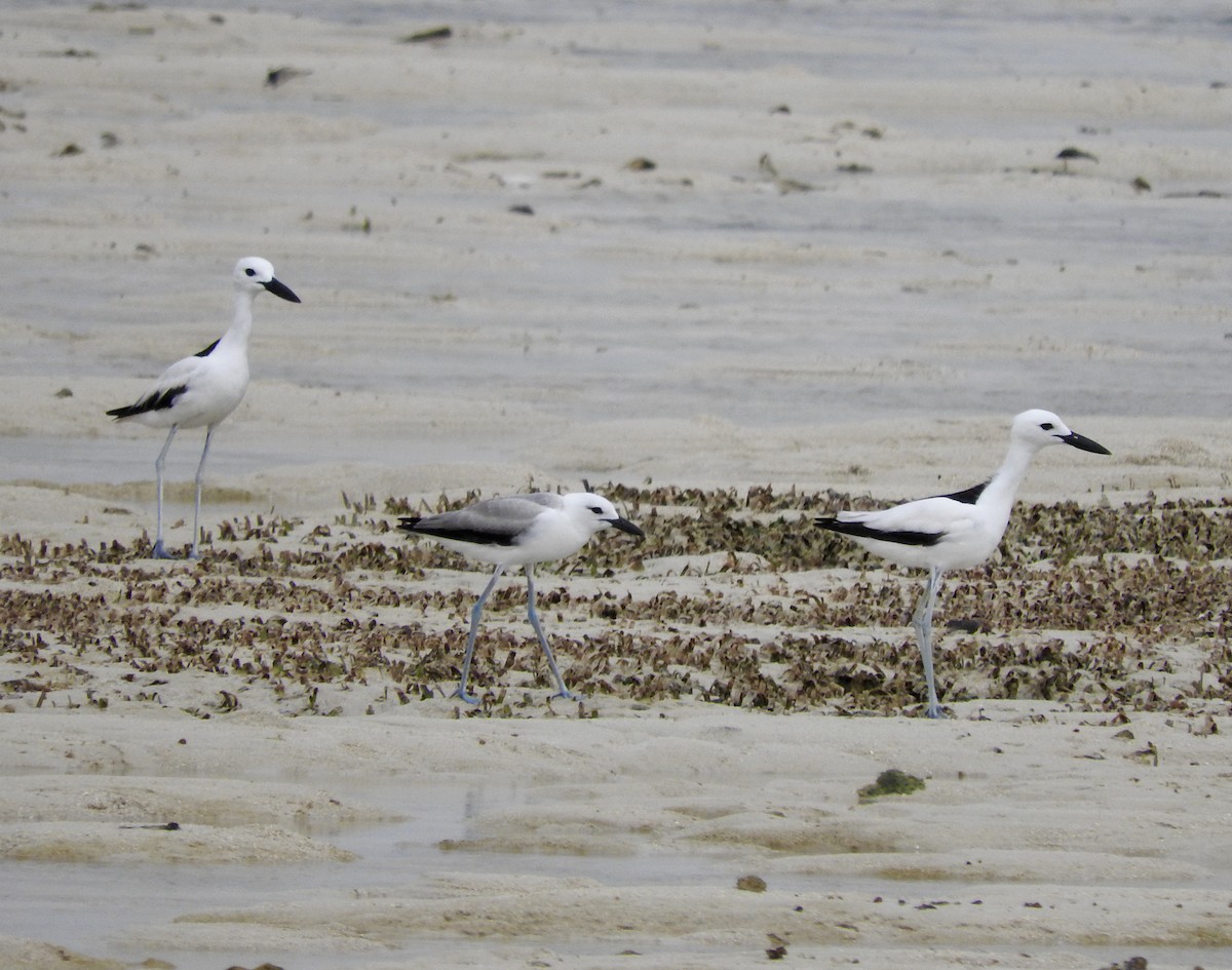 Crab-Plover - Gregory Askew