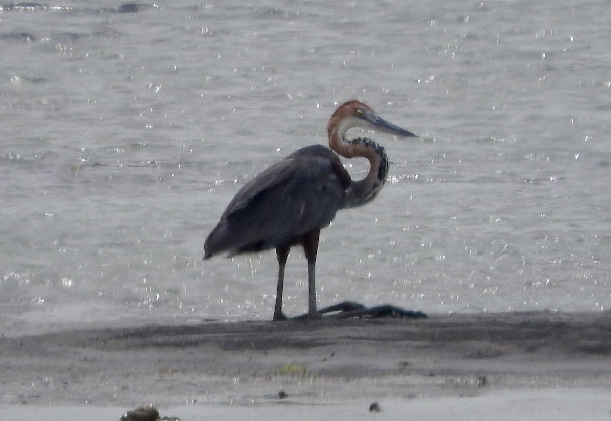 Goliath Heron - ML127985661