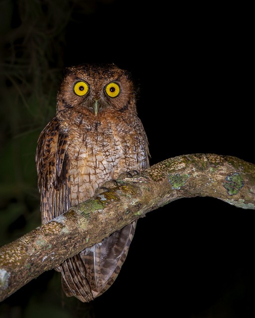 Black-capped Screech-Owl - ML127985891