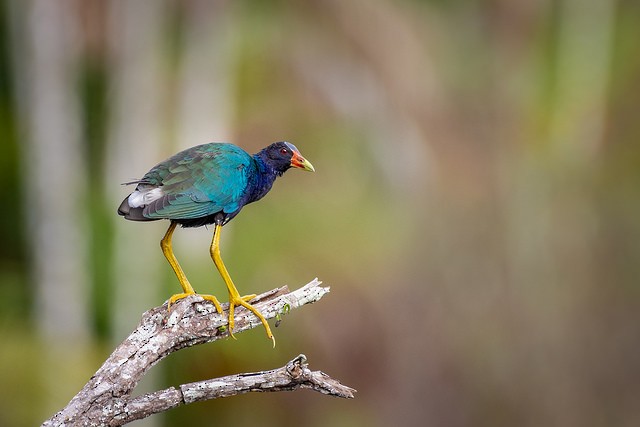 Purple Gallinule - ML127985931