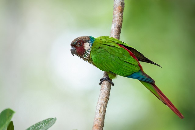 Conure leucotique - ML127986061