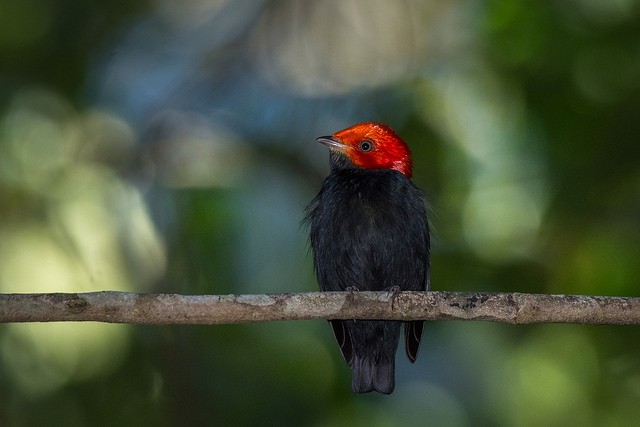 Red-headed Manakin - ML127986261