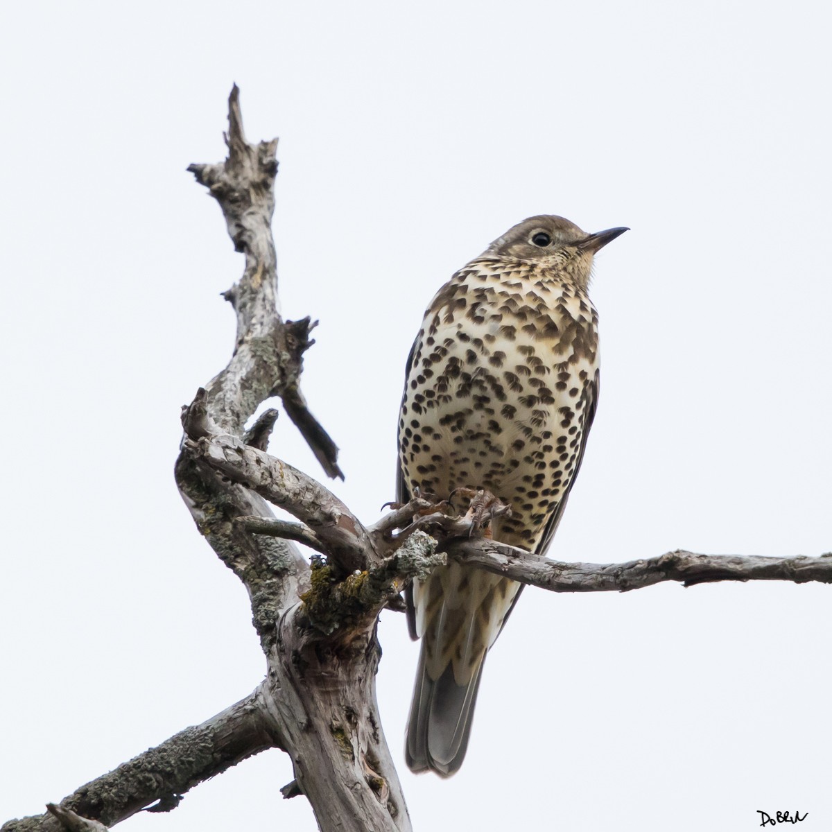 Mistle Thrush - ML127986351