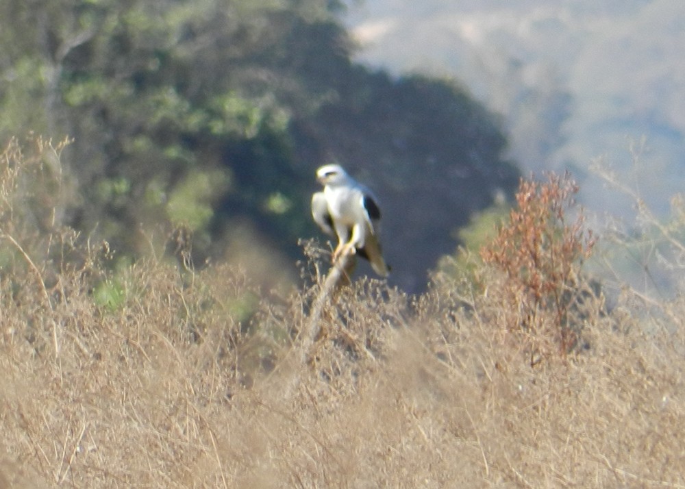 White-tailed Kite - ML127986771