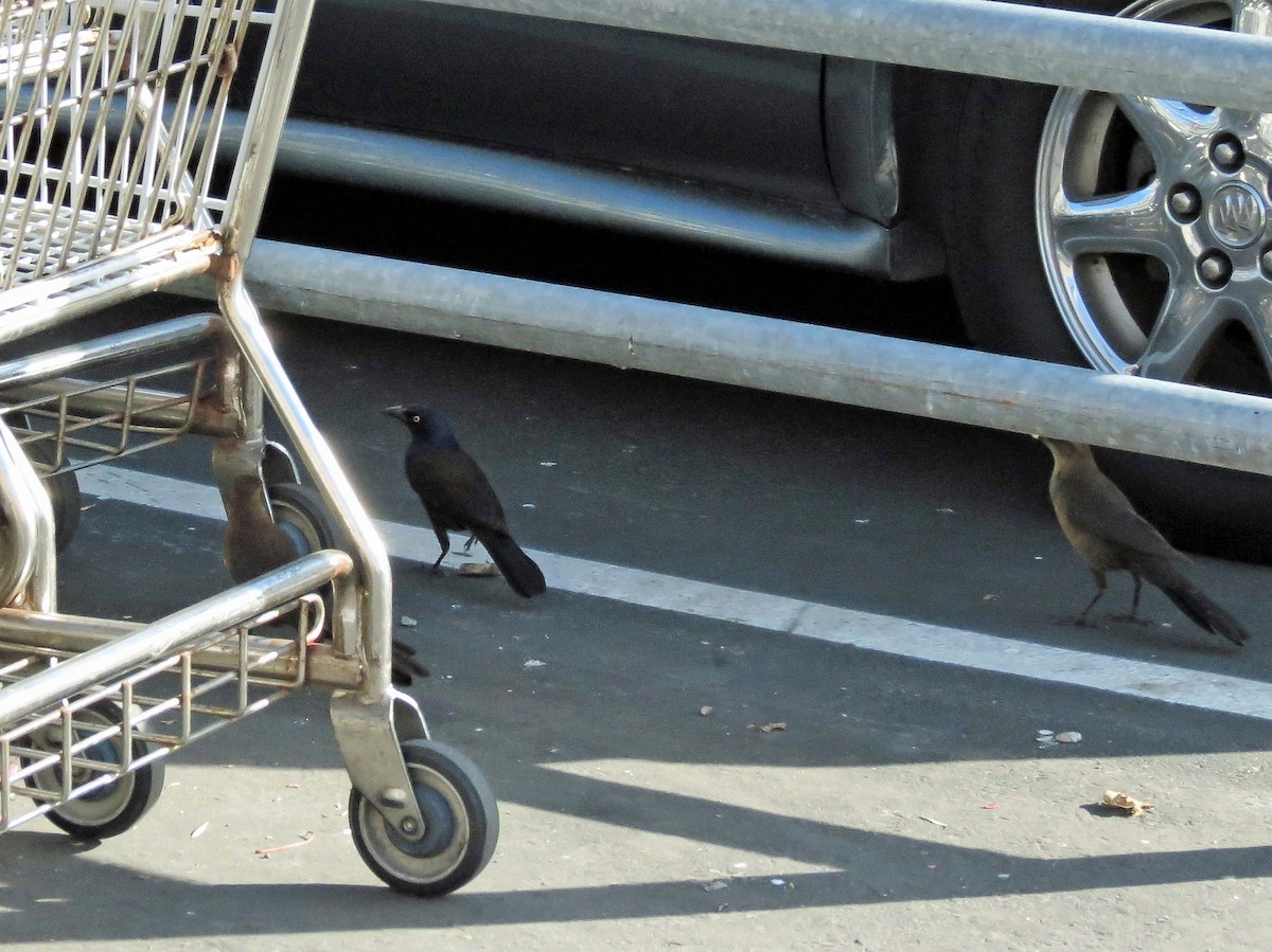 Common Grackle - ML127987481