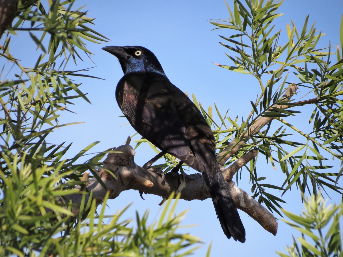 Common Grackle - ML127987501