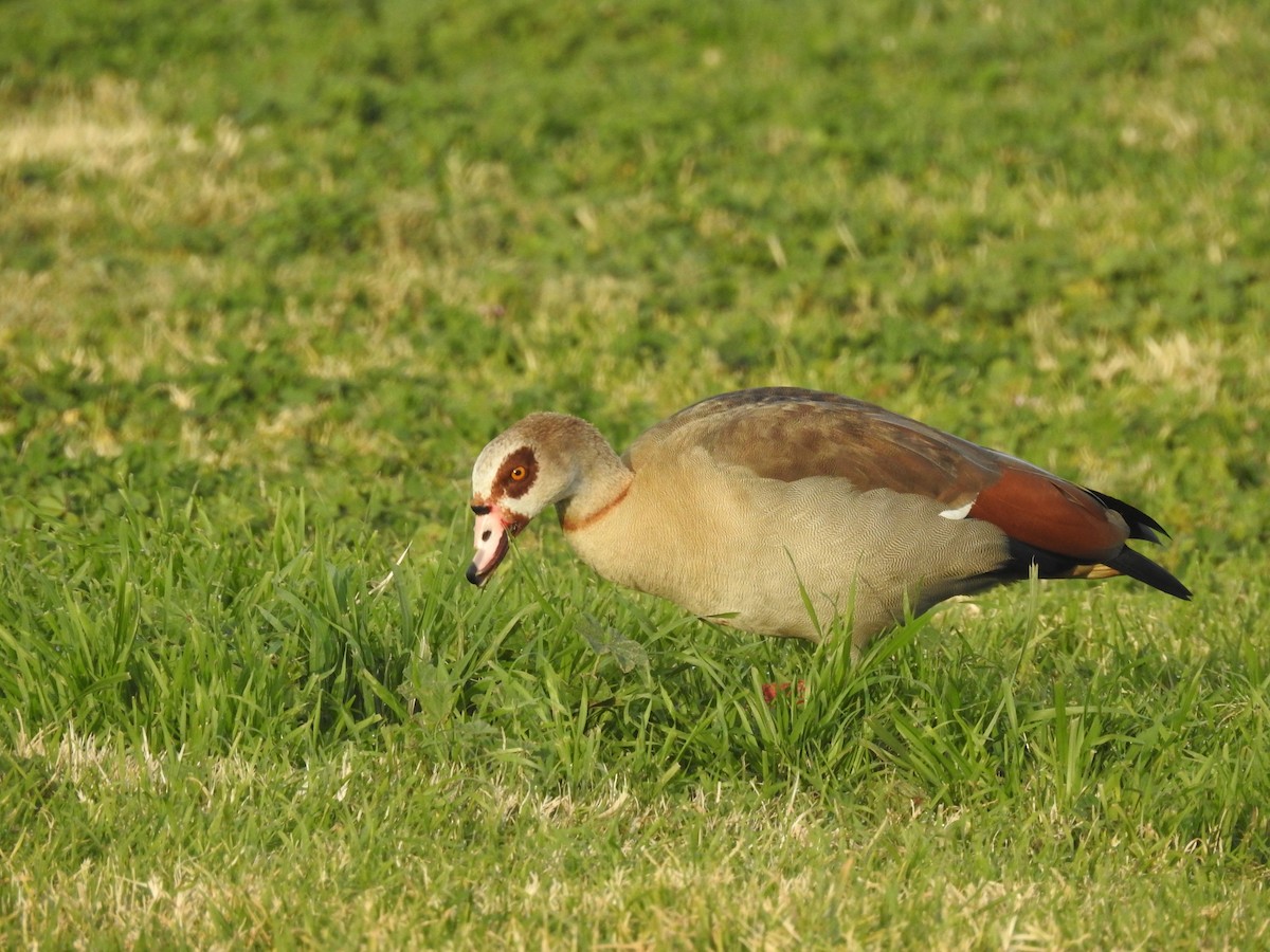 Egyptian Goose - ML127988331