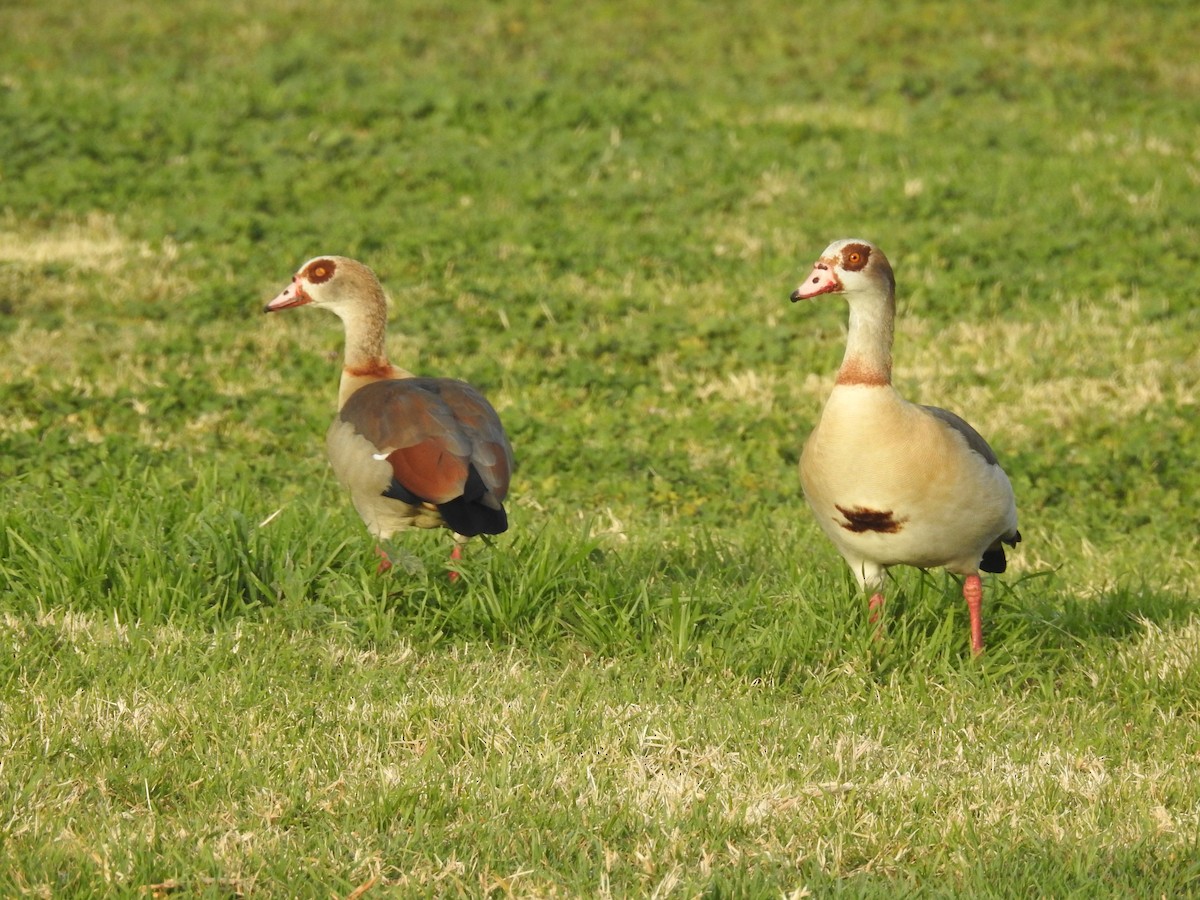 Egyptian Goose - ML127988341