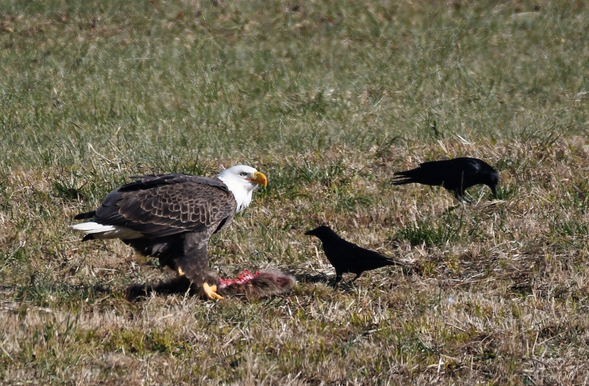 Bald Eagle - ML127988551