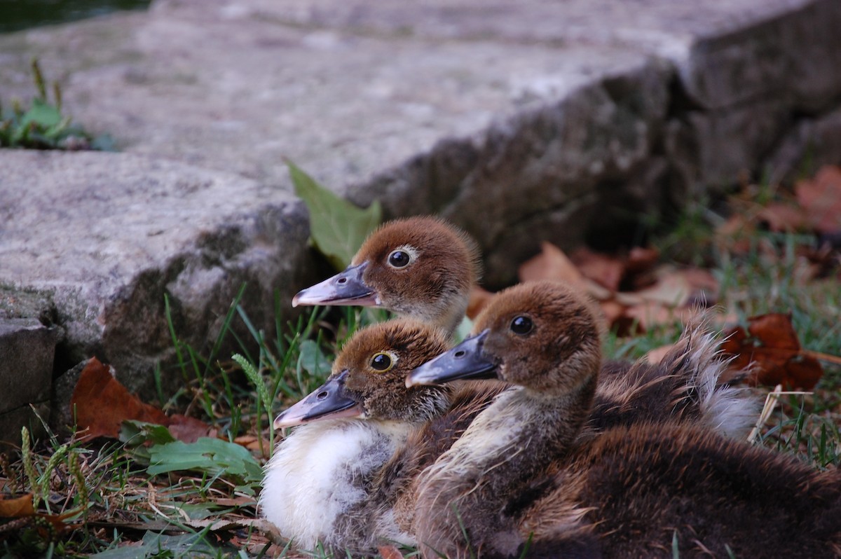 pižmovka americká x kachna divoká (hybrid) - ML127989661