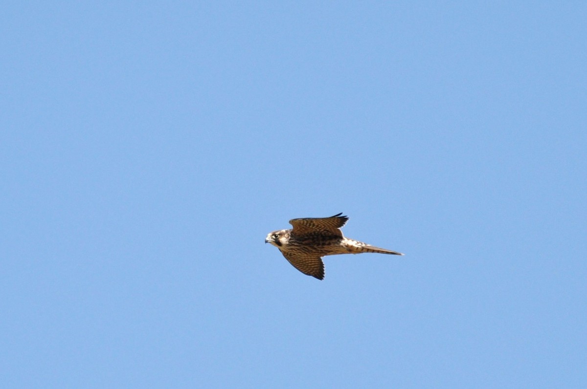Peregrine Falcon - irina shulgina