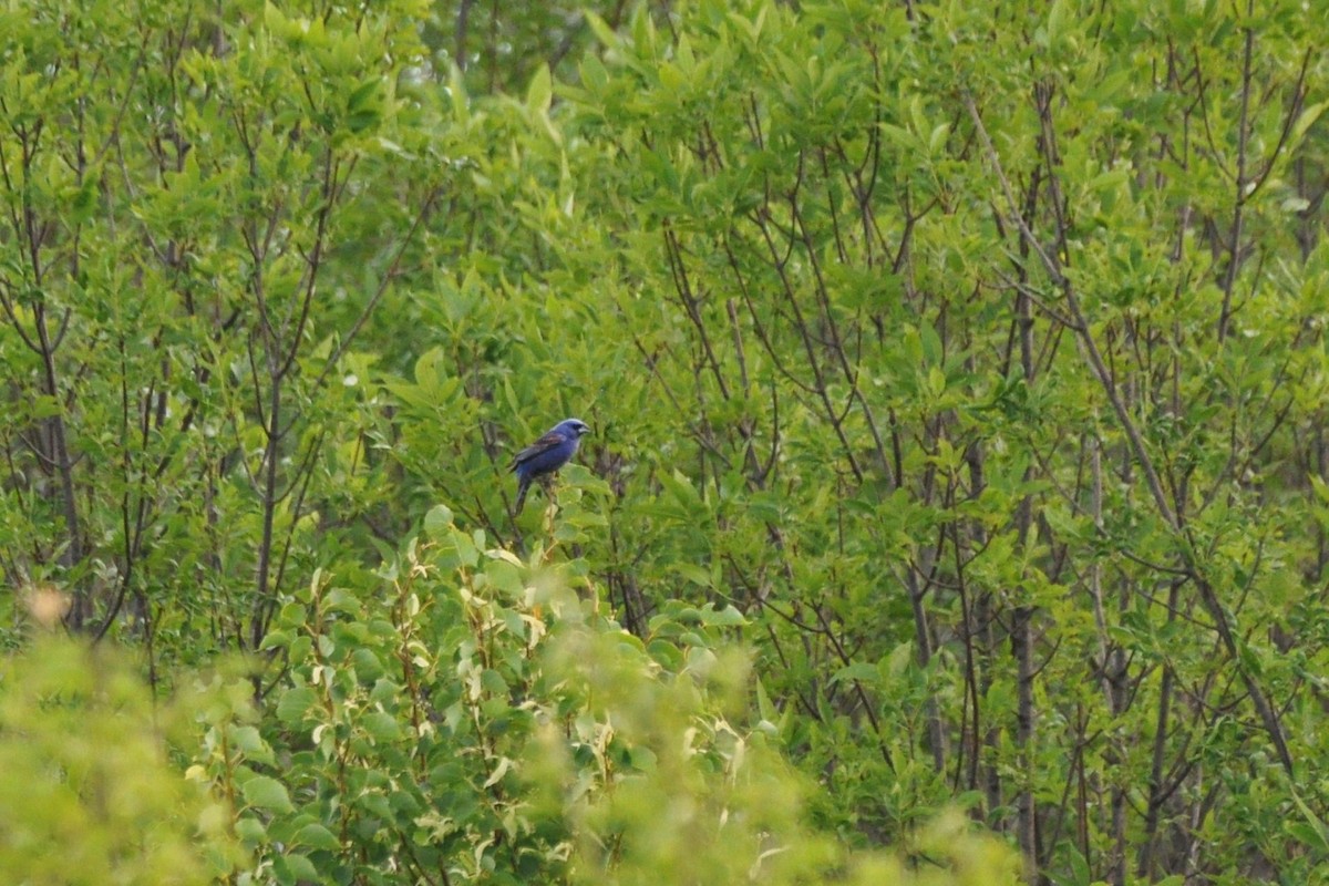 Guiraca bleu - ML127992231
