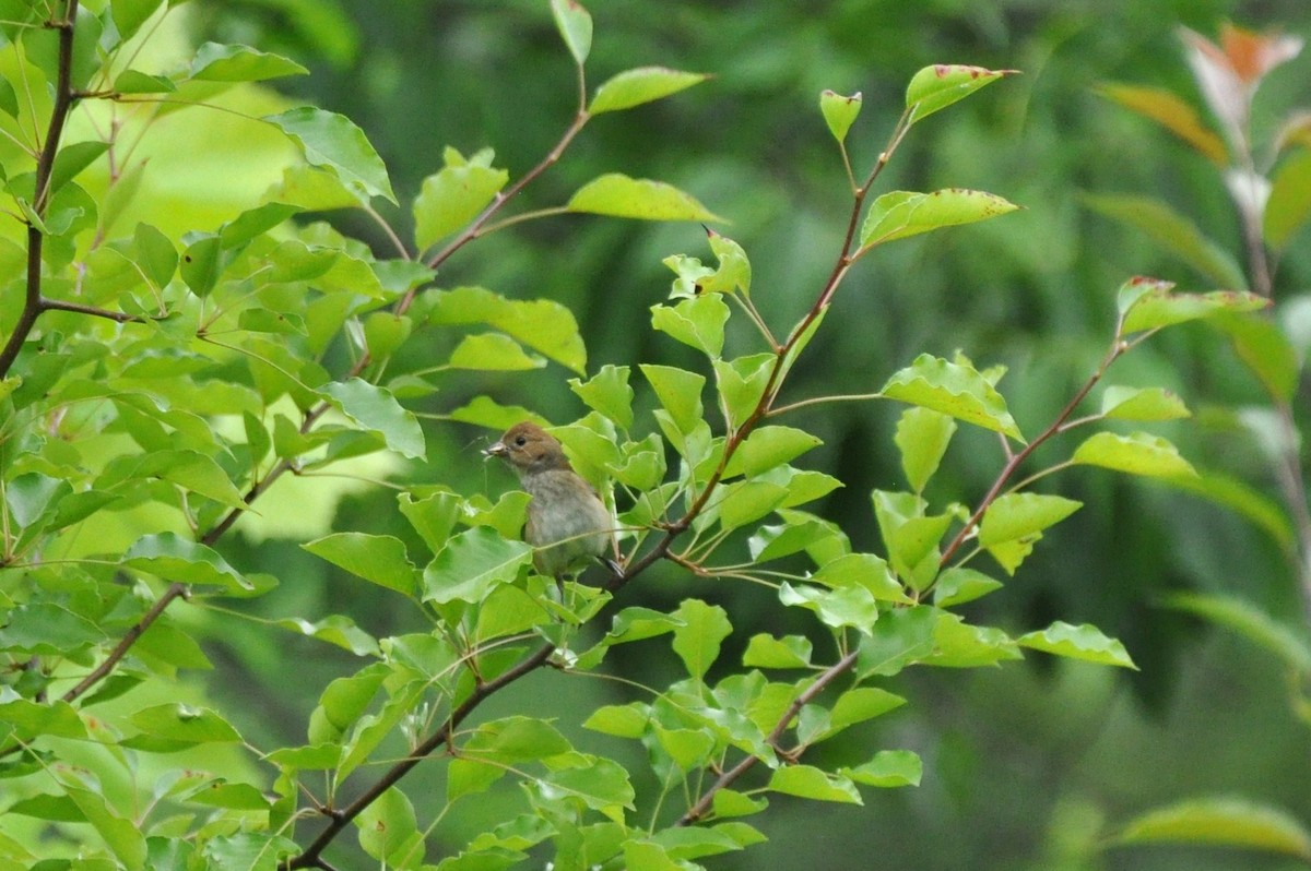 Passerin indigo - ML127992241