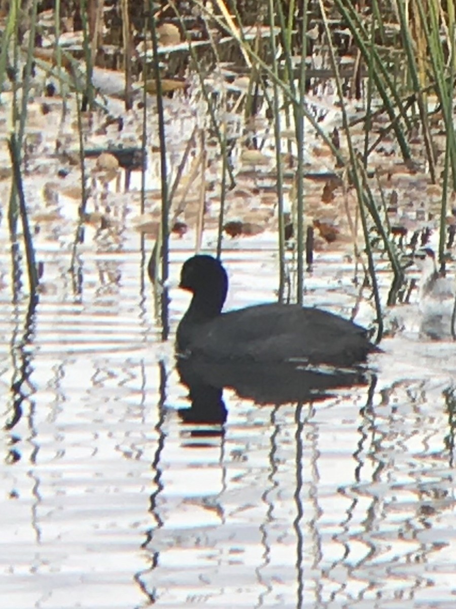 American Coot - ML127993101