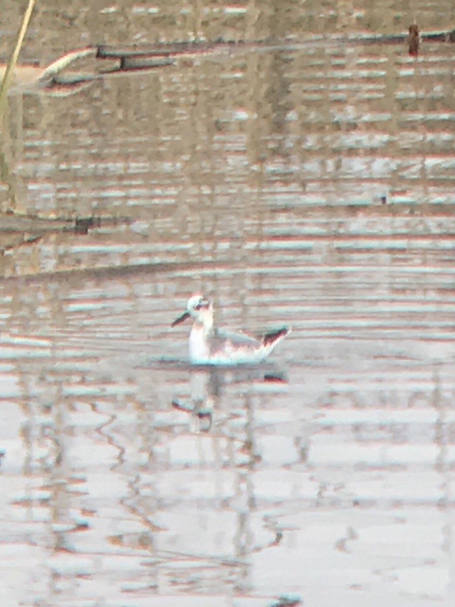 Red Phalarope - ML127993331