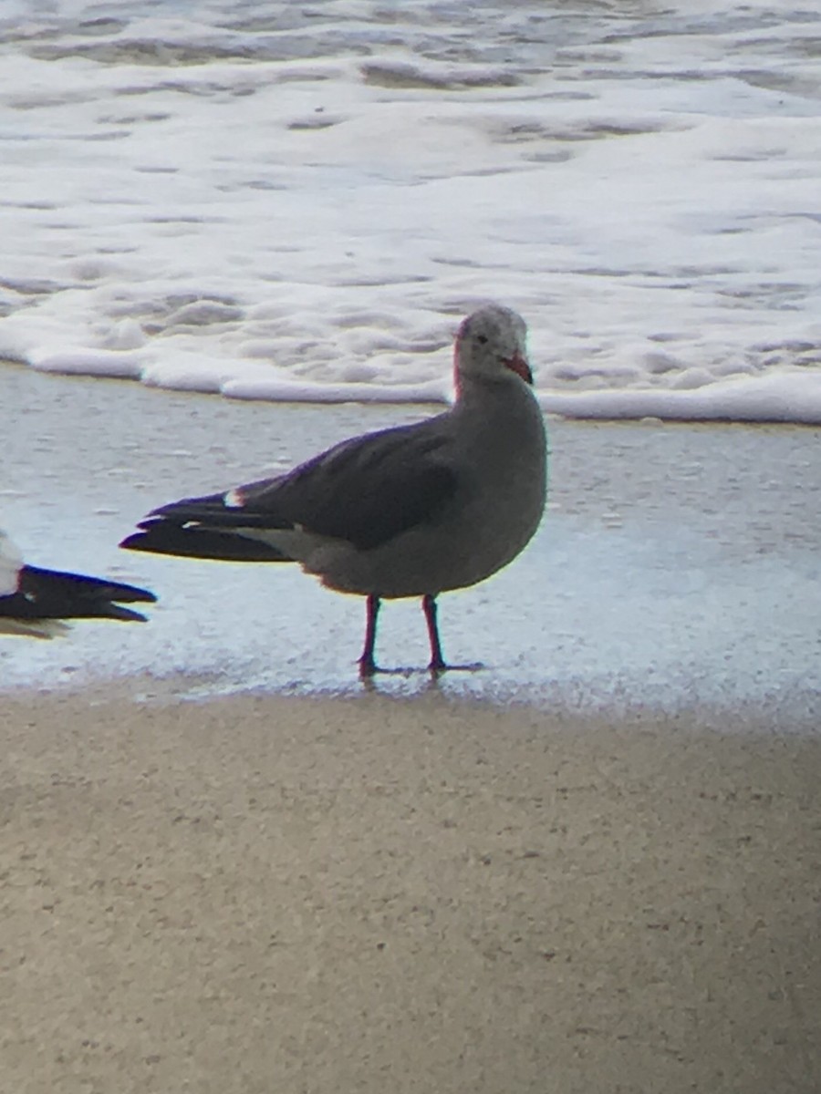 Heermann's Gull - Leon Tkacenko