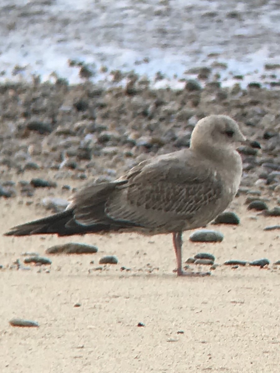 Short-billed Gull - ML127993851