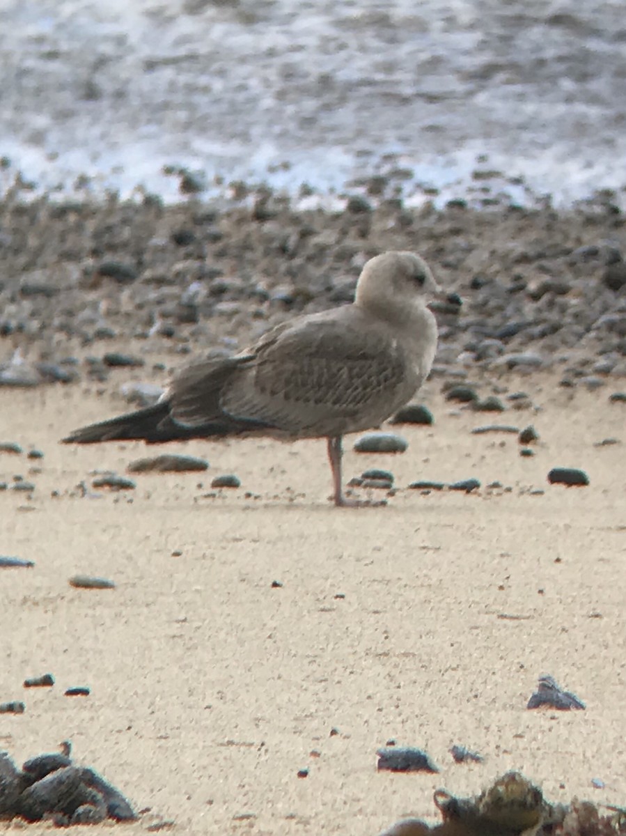 Short-billed Gull - ML127993861