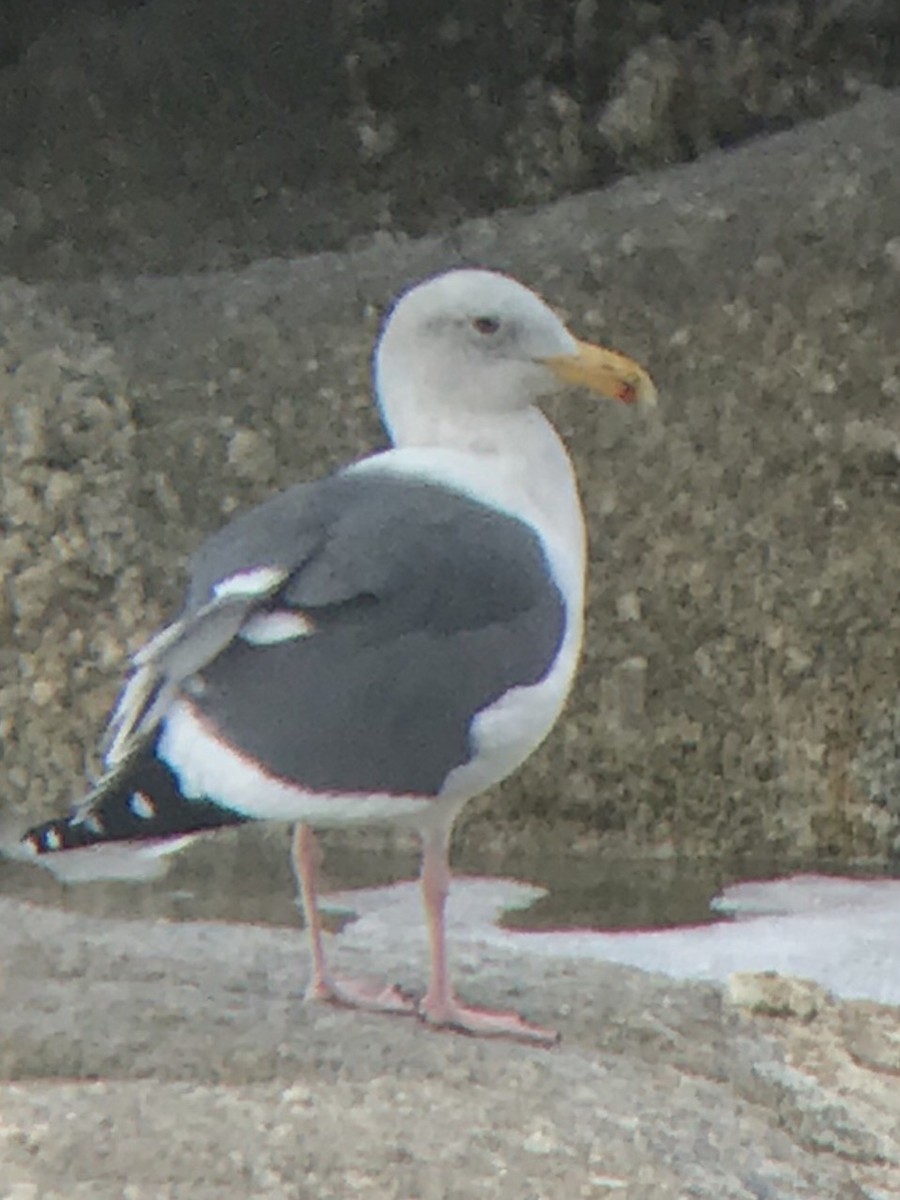 Gaviota Occidental - ML127993981