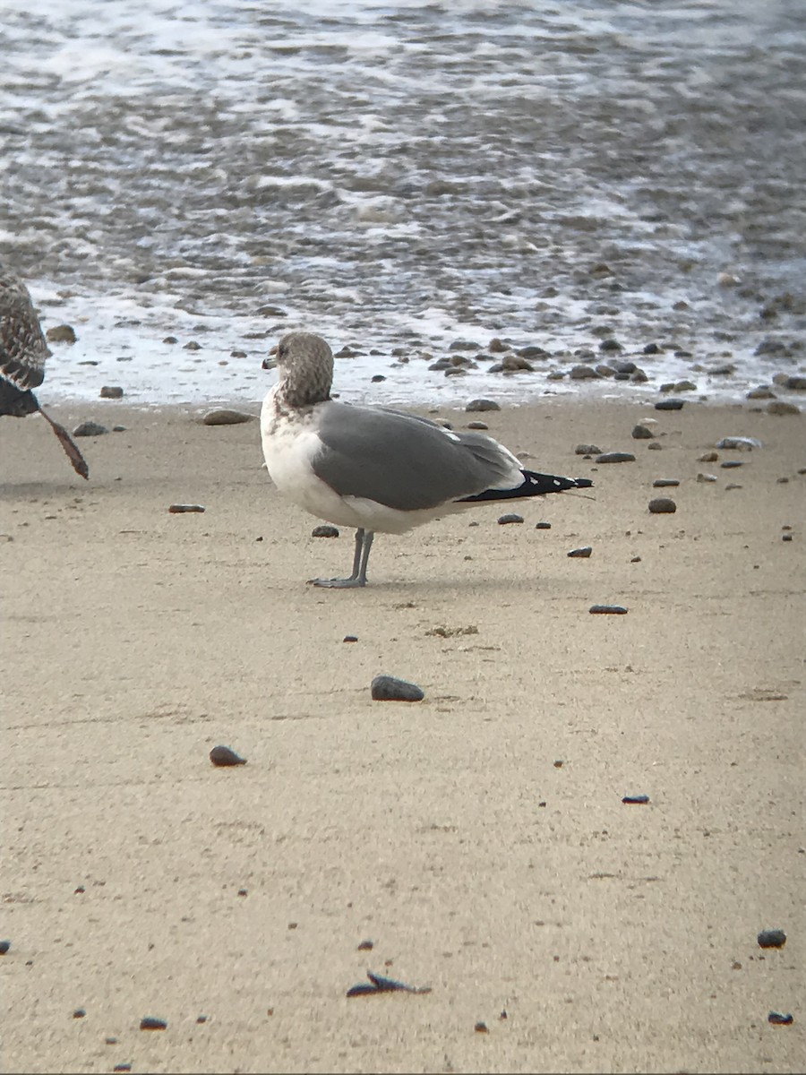 Gaviota Californiana - ML127994151