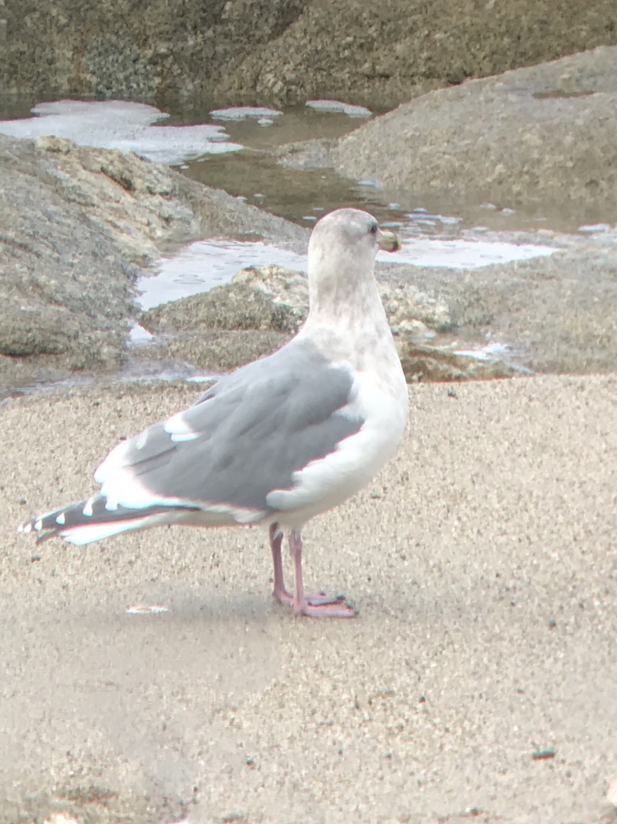 Western x Glaucous-winged Gull (hybrid) - ML127994381