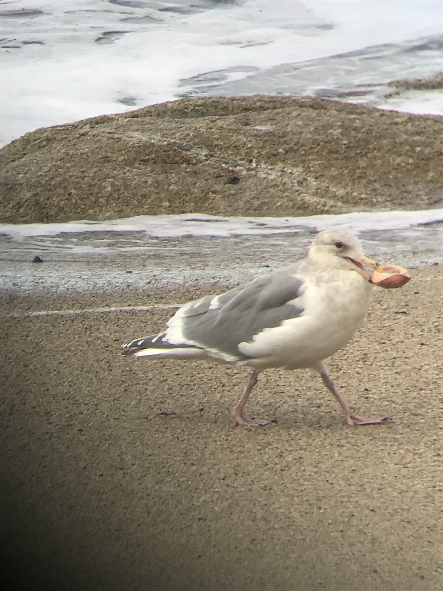 Western x Glaucous-winged Gull (hybrid) - ML127994421