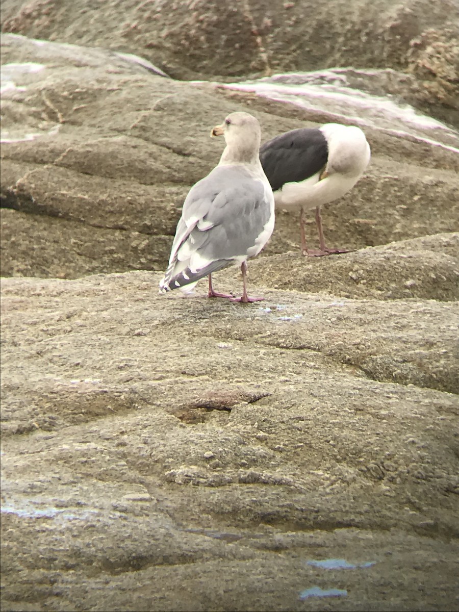 Western x Glaucous-winged Gull (hybrid) - ML127994431