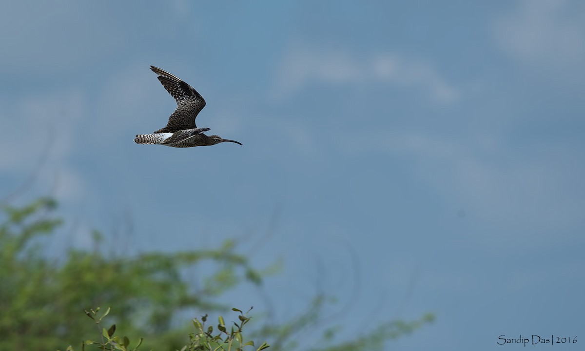 Whimbrel - Sandip Das