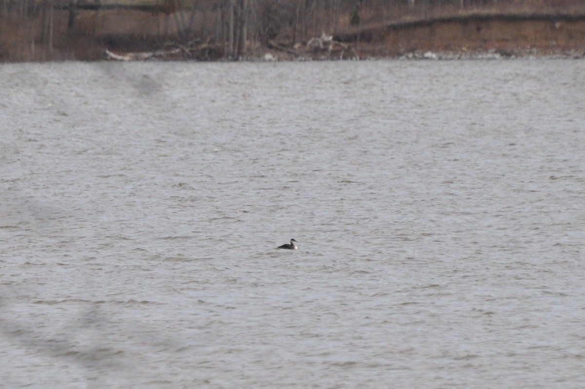 Red-necked Grebe - ML127995041