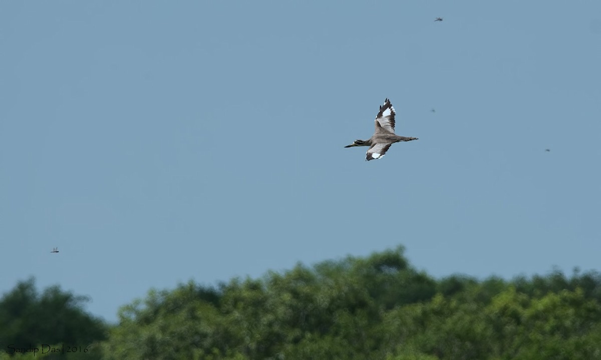 Great Thick-knee - Sandip Das